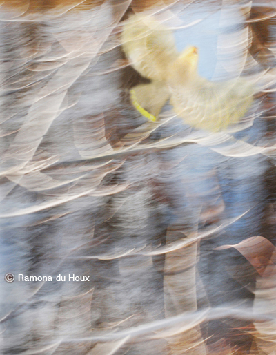 Transformation Flight